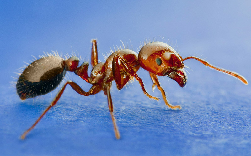 Red Imported Fire Ant photo