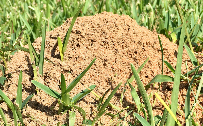 Fire Ant Mound photo