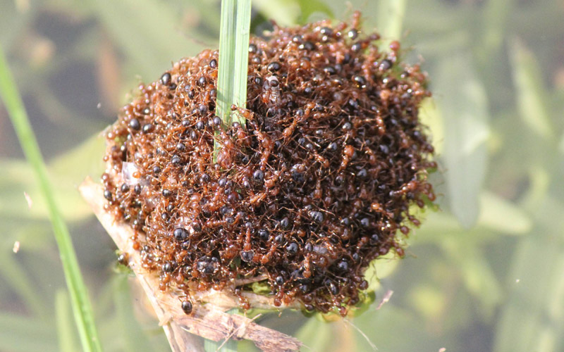 Close Up of Red Imported Fire Ant Raft photo