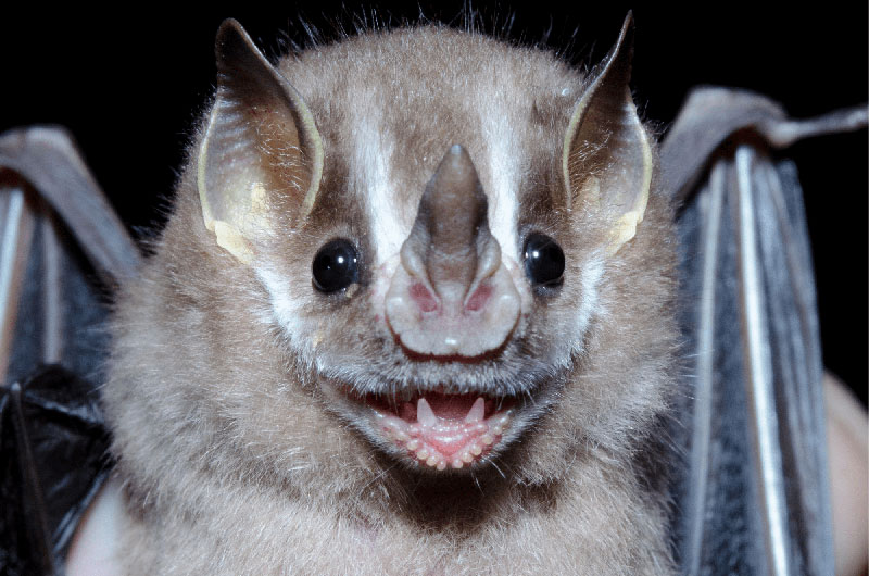 Brazilian Free-Tailed Bat photo