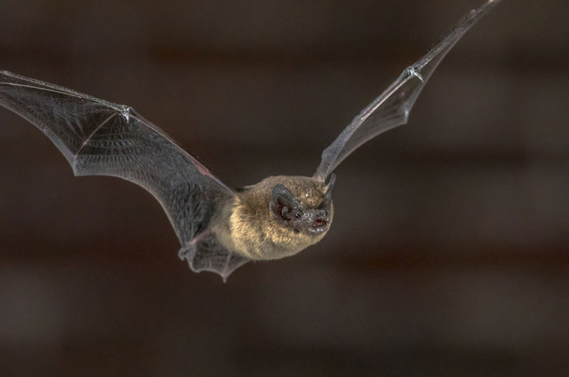 Evening Bat photo