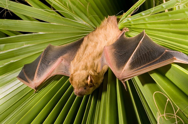 Northern Yellow Bat photo