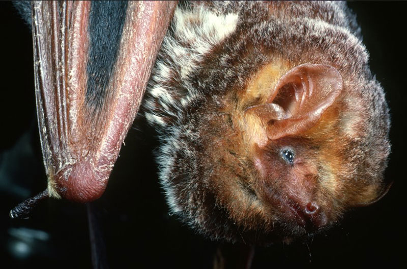 Seminole Bat photo