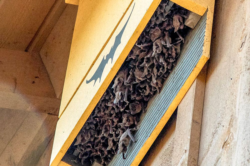 Bat House Example photo