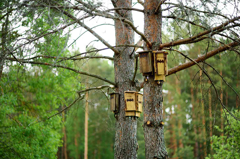 Bat House Example photo