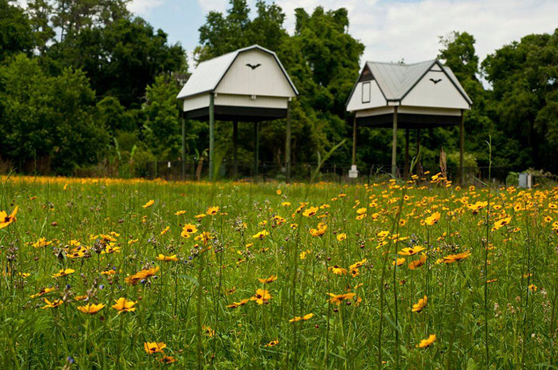 University of Florida Bat Houses photo