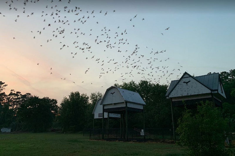 University of Florida Bat Houses photo