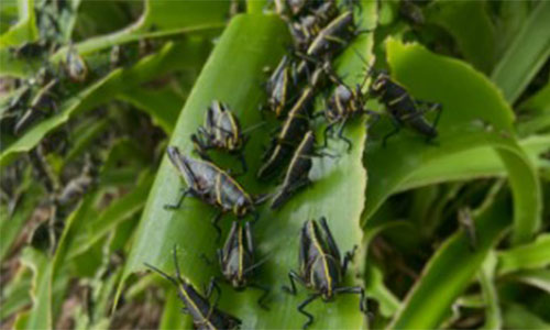 Juvenile Lubber Damage photo