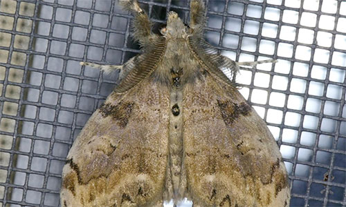 Tussock Moth photo