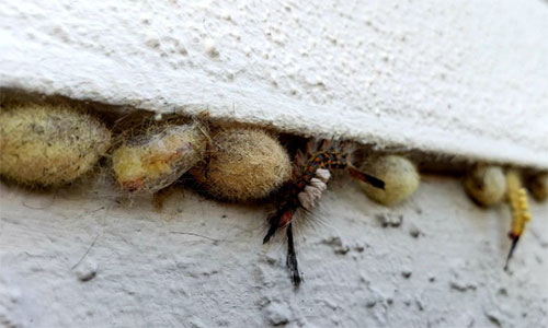 Tussock Moth Cocoons photo