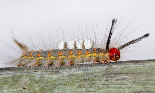 Tussock Caterpillar photo