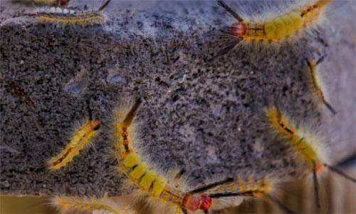 Tussock Caterpillars photo