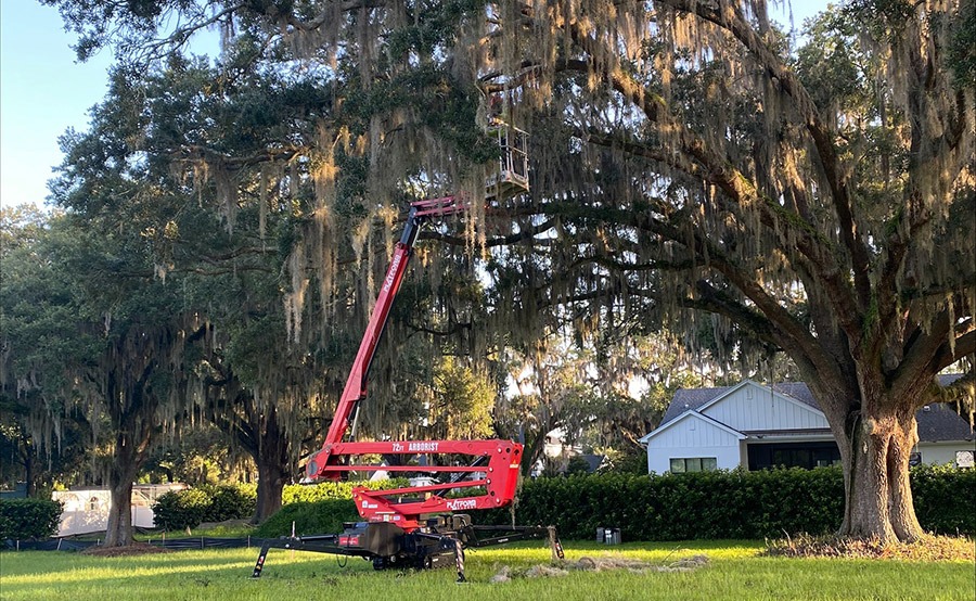 Why Aren't All Tree Maintenance Services Included in my Landscape Maintenance Contract? photo