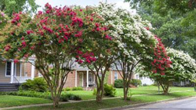 Pruning Crape Myrtles photo