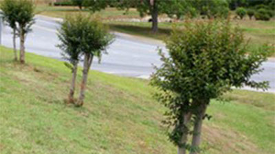 Pruning Crape Myrtles photo