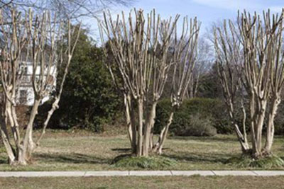 Pruning Crape Myrtles photo