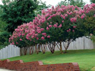 Pruning Crape Myrtles photo