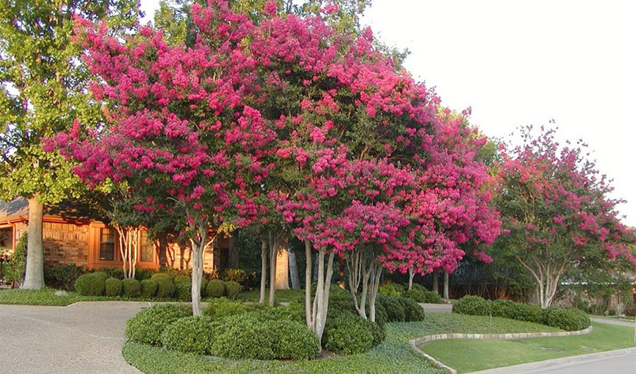 Pruning Crape Myrtles photo