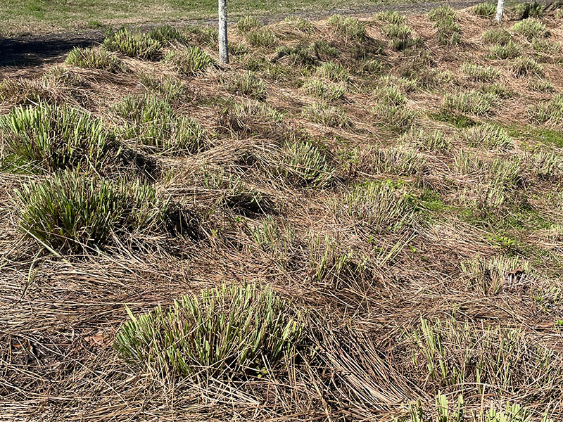 In some natural area beds the cutbacks can be used as mulch to aid in weed control photo