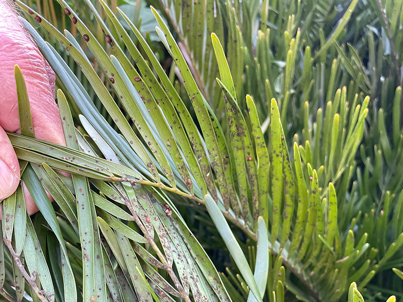 Pest and fungus damage on coontie palms prior to cutbacks photo