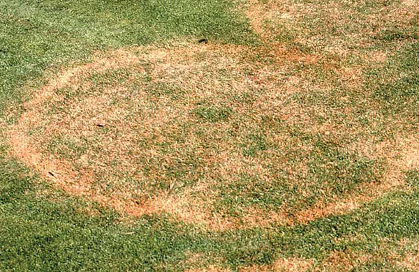 Large Patch in Zoysia photo