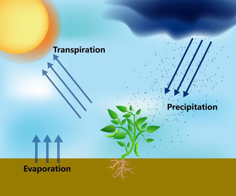 Evapotranspiration Diagram photo