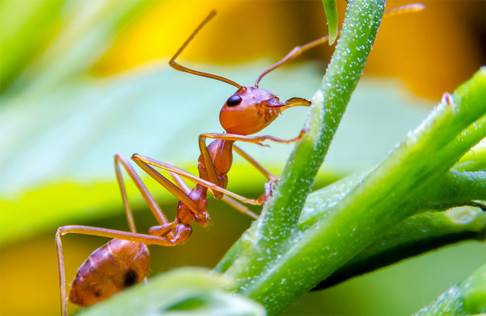 The Imported Red Fire Ant, Signs to Watch For and Preventative Care Tips photo