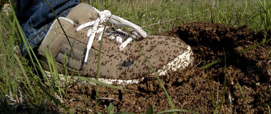 The Imported Red Fire Ant, Signs to Watch For and Preventative Care Tips photo