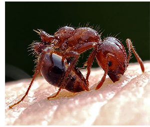 The Imported Red Fire Ant, Signs to Watch For and Preventative Care Tips photo