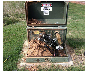 The Imported Red Fire Ant, Signs to Watch For and Preventative Care Tips photo