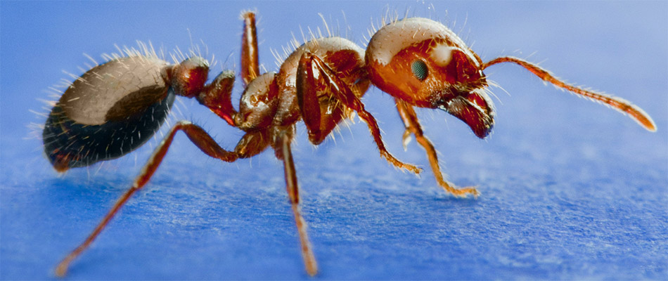 The Imported Red Fire Ant, Signs to Watch For and Preventative Care Tips photo