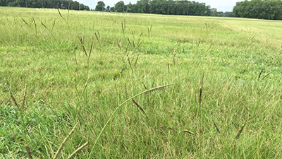 Florida Turfgrass Varieties photo