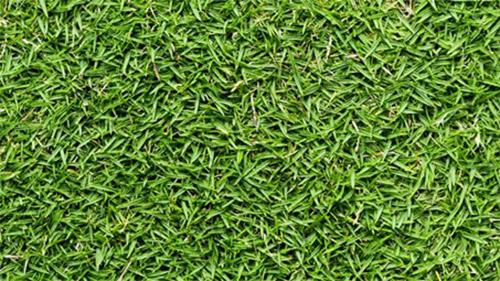 Florida Turfgrass Varieties photo