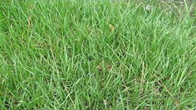 Florida Turfgrass Varieties photo