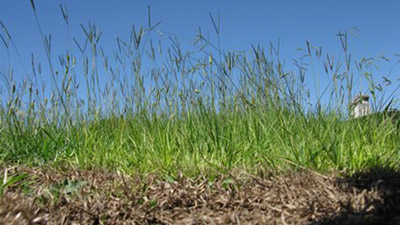 Florida Turfgrass Varieties photo