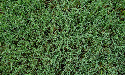 Florida Turfgrass Varieties photo