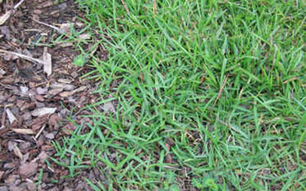 Florida Turfgrass Varieties photo