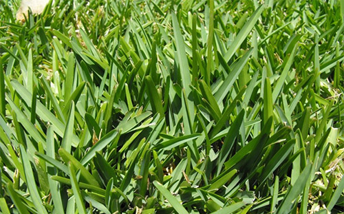 Florida Turfgrass Varieties photo