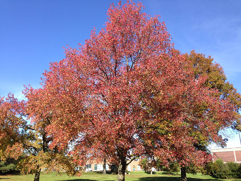 Sweetgum photo