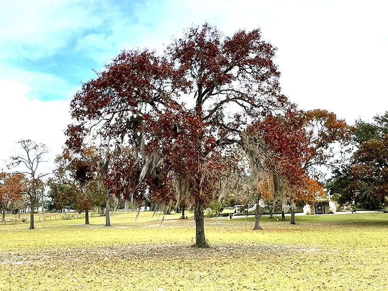 Turkey Oak photo