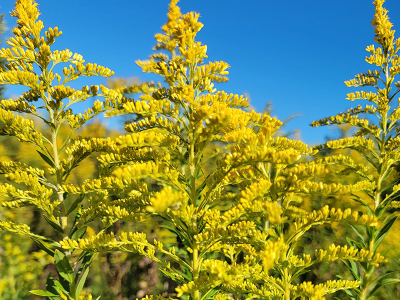 Goldenrod photo