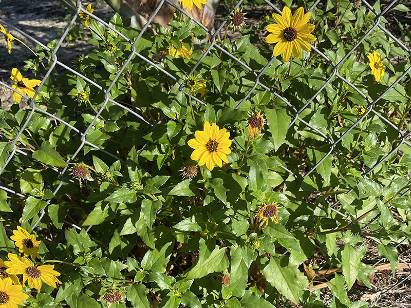 Beach Dune Sunflowers photo