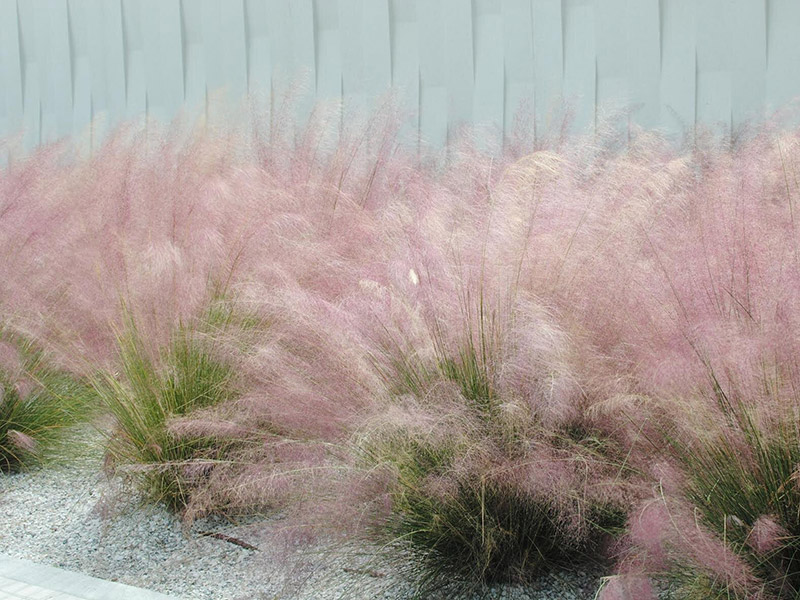 Muhly photo