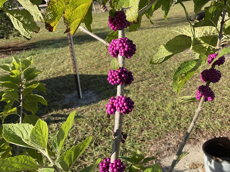 Beautyberry photo