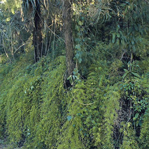 Asparagus Fern photo