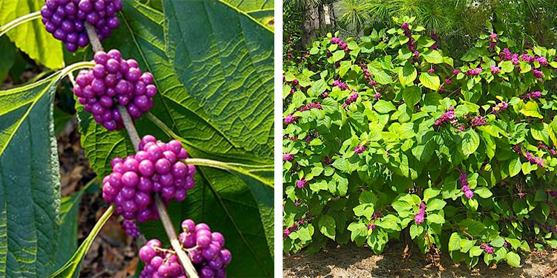 Beautyberry photo