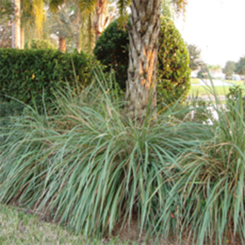 Fakahatchee Grass photo