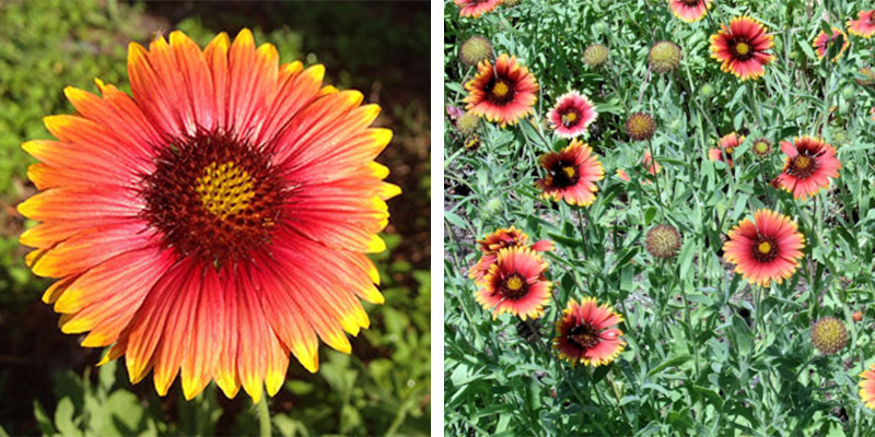 Lanceleaf Blanket Flower photo