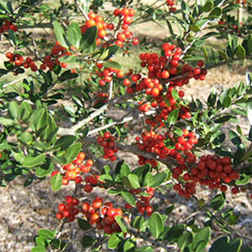 Yaupon Holly photo