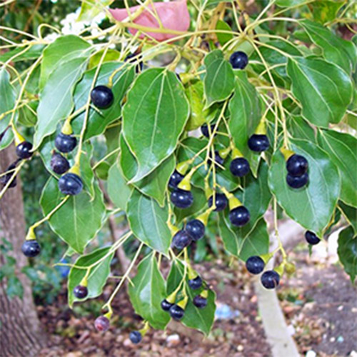 Camphor Tree photo